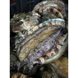 野生本地大鲍鱼