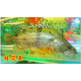 桂花鱼