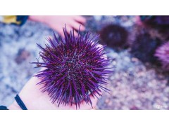 紫色海胆