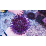 紫色海胆