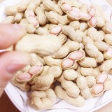 小日本珍珠花生