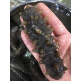 纯淡干海参5