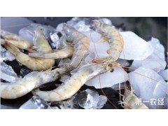 墨西哥红爪白虾