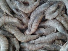 伊朗青虾冻虾