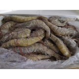厄瓜多尔虾