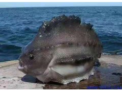 海参斑鱼