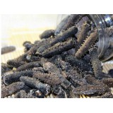 大连野生海参