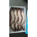 南美草虾