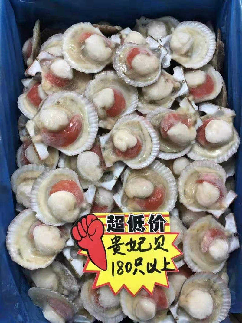 贵妃贝