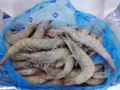 厄瓜多尔虾皇虾