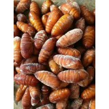 牛鞭、金蝉、蚕蛹、蜂蛹