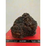 俄罗斯野生桦树茸