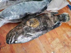 野生龙胆石斑鱼