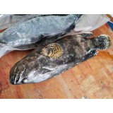 野生龙胆石斑鱼
