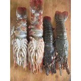 各种规格青龙仔