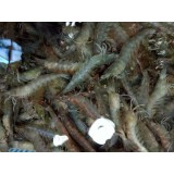 海白虾