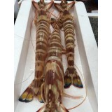 深海野生斑节虾