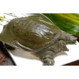 甲鱼