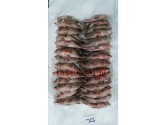 印度石斑鱼新品上市