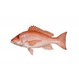 红鳟鱼