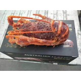 礼盒类—澳洲龙虾