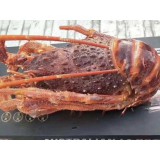 澳洲龙虾