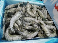 黑虎青虾