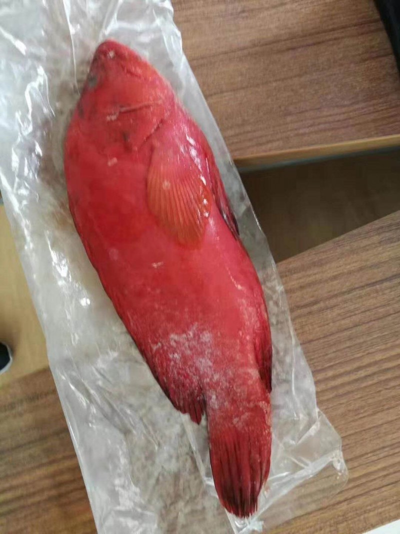 红瓜子斑鱼
