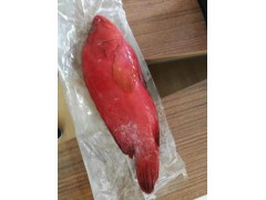 红瓜子斑鱼