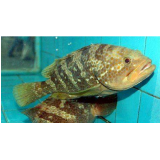 石斑鱼 鲟龙鱼