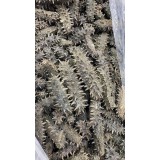 红参拉缸盐
