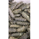 青参拉缸盐10~50头
