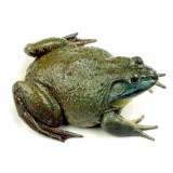 牛蛙