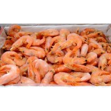 南美活海虾