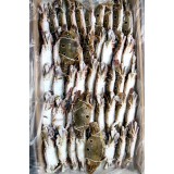 巴基施坦80-100三眼蟹