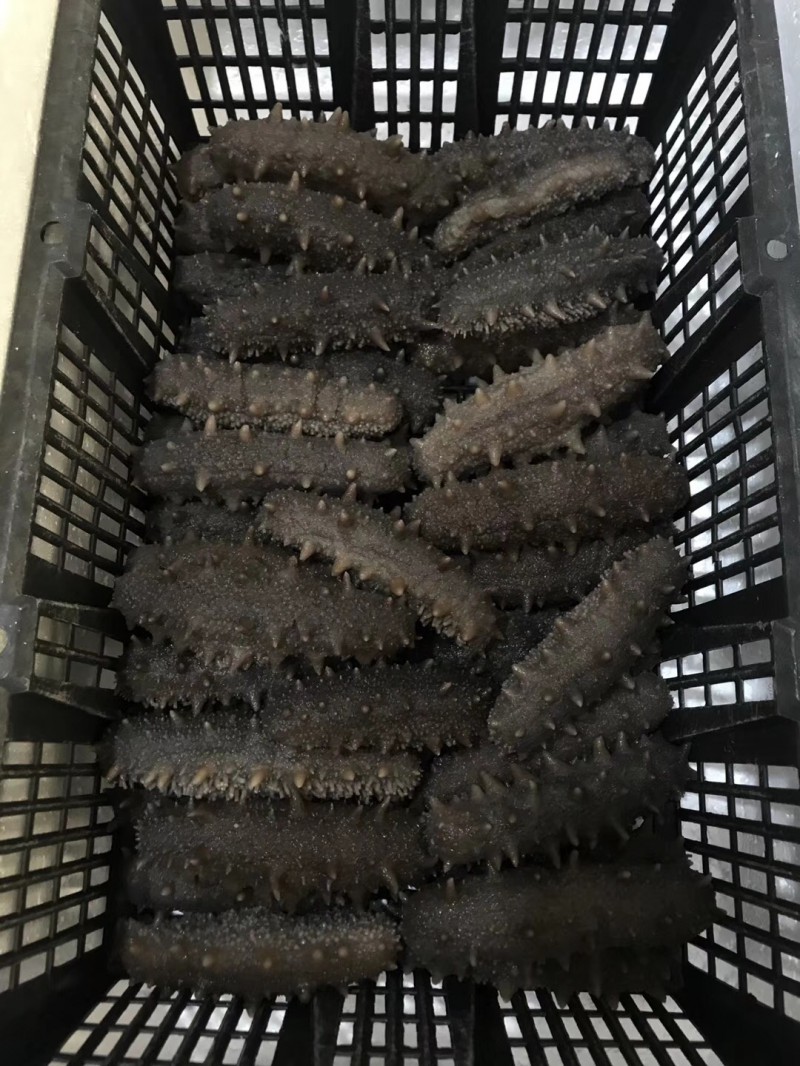 福建即食海参