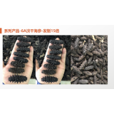 6A淡干海参