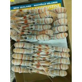 新西兰螯虾