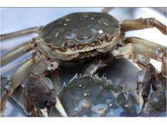 螃蟹