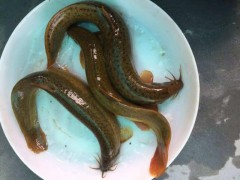 泥鳅